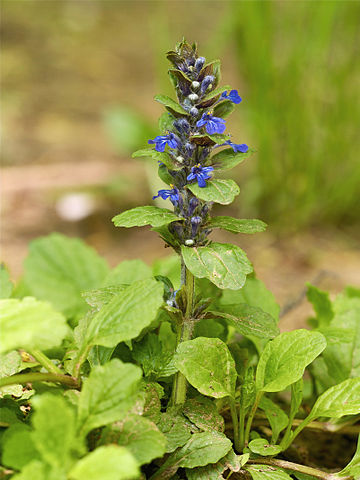 Ajuga reptans